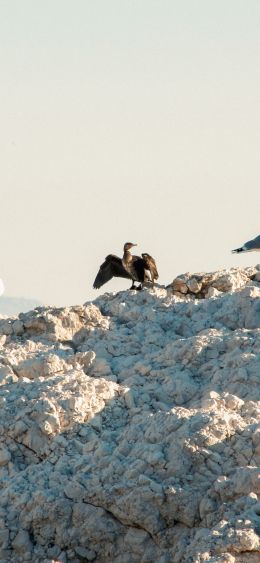 birds, seagulls, rocks, mountain range Wallpaper 1080x2340