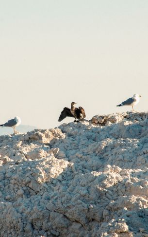 birds, seagulls, rocks, mountain range Wallpaper 1752x2800