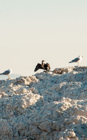 birds, seagulls, rocks, mountain range Wallpaper 800x1280