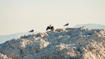 birds, seagulls, rocks, mountain range Wallpaper 1366x768