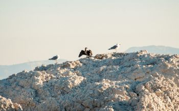 birds, seagulls, rocks, mountain range Wallpaper 2560x1600