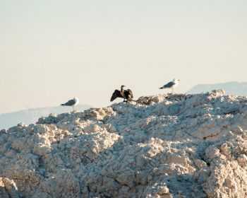 birds, seagulls, rocks, mountain range Wallpaper 1280x1024