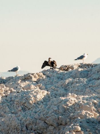 birds, seagulls, rocks, mountain range Wallpaper 2048x2732