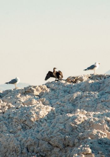 birds, seagulls, rocks, mountain range Wallpaper 1668x2388