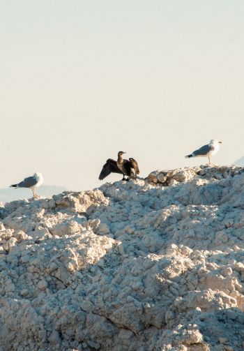 birds, seagulls, rocks, mountain range Wallpaper 1640x2360