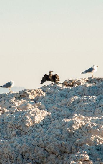 birds, seagulls, rocks, mountain range Wallpaper 1752x2800