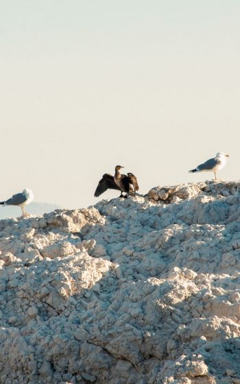 birds, seagulls, rocks, mountain range Wallpaper 1200x1920