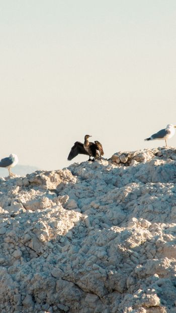 birds, seagulls, rocks, mountain range Wallpaper 640x1136
