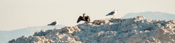 birds, seagulls, rocks, mountain range Wallpaper 1590x400