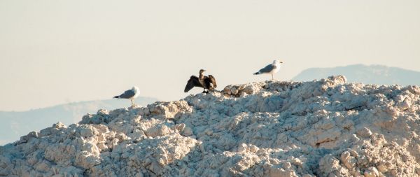 birds, seagulls, rocks, mountain range Wallpaper 2560x1080