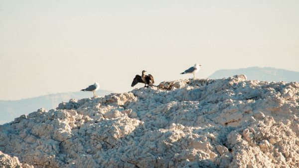 birds, seagulls, rocks, mountain range Wallpaper 3840x2160