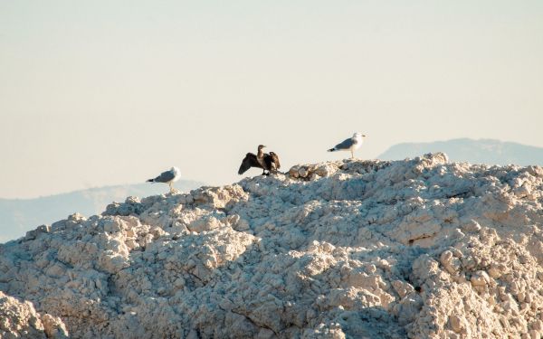 birds, seagulls, rocks, mountain range Wallpaper 2560x1600