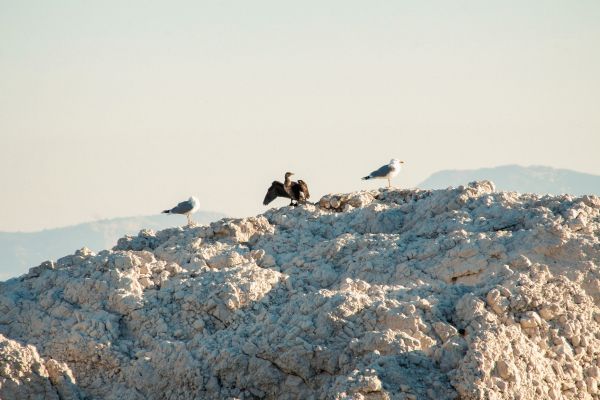 birds, seagulls, rocks, mountain range Wallpaper 5184x3456