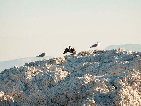 birds, seagulls, rocks, mountain range Wallpaper 1024x768