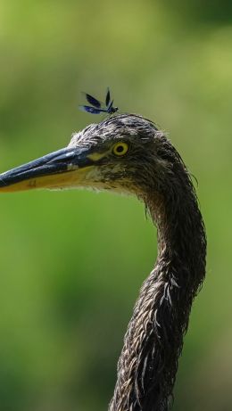 bird, yellow eyes, insect Wallpaper 640x1136