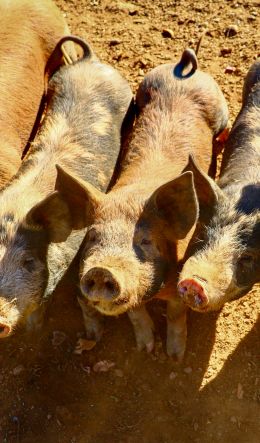 California, USA, piglets Wallpaper 600x1024