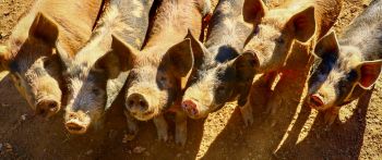 California, USA, piglets Wallpaper 2560x1080