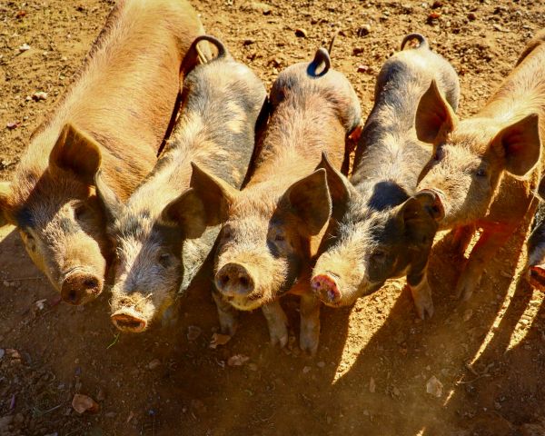 California, USA, piglets Wallpaper 1280x1024