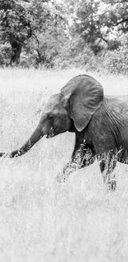 Обои 1440x2960 слоненок, Африканское животное, черно-белое фото