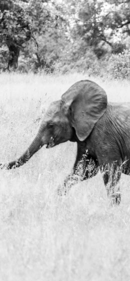 Обои 828x1792 слоненок, Африканское животное, черно-белое фото
