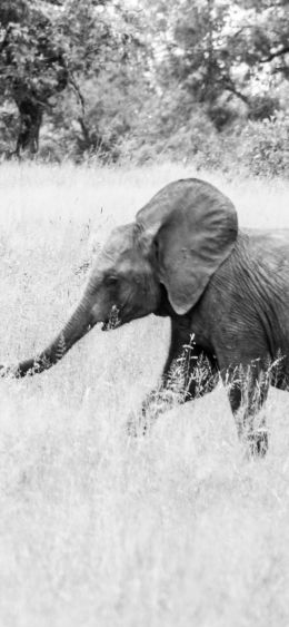 Обои 1080x2340 слоненок, Африканское животное, черно-белое фото