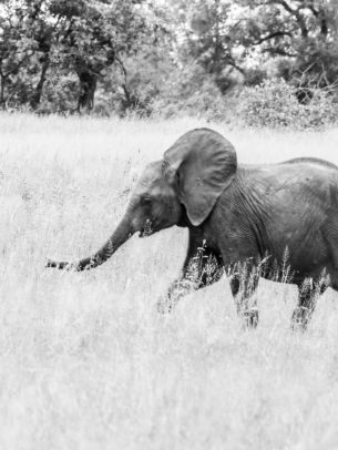 Обои 1536x2048 слоненок, Африканское животное, черно-белое фото