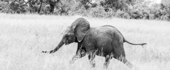 elephant, African animal, black and white photo Wallpaper 3440x1440