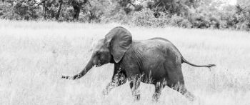 Обои 2560x1080 слоненок, Африканское животное, черно-белое фото