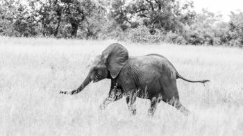 elephant, African animal, black and white photo Wallpaper 2560x1440