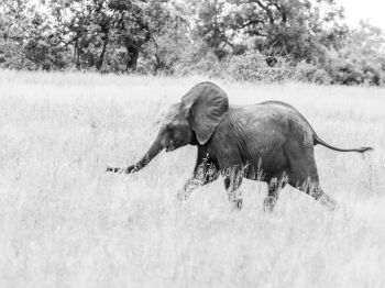Обои 1024x768 слоненок, Африканское животное, черно-белое фото