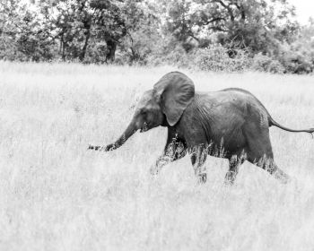 Обои 1280x1024 слоненок, Африканское животное, черно-белое фото