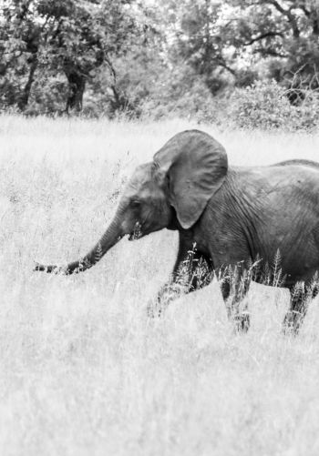 elephant, African animal, black and white photo Wallpaper 1668x2388