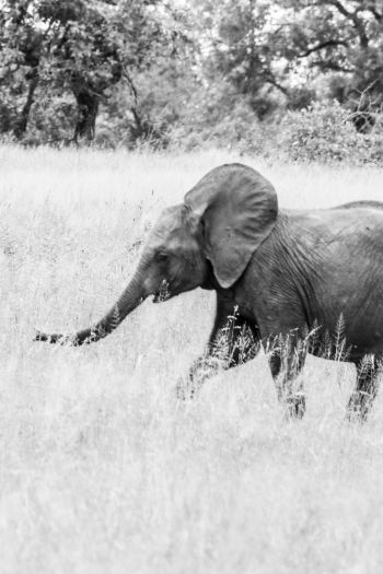Обои 640x960 слоненок, Африканское животное, черно-белое фото