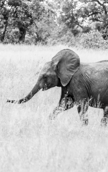Обои 1600x2560 слоненок, Африканское животное, черно-белое фото