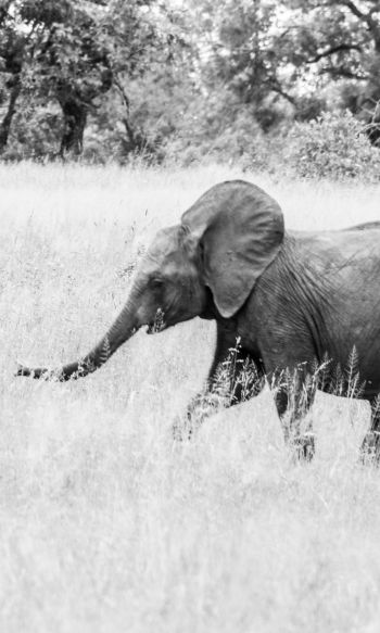 Обои 1200x2000 слоненок, Африканское животное, черно-белое фото
