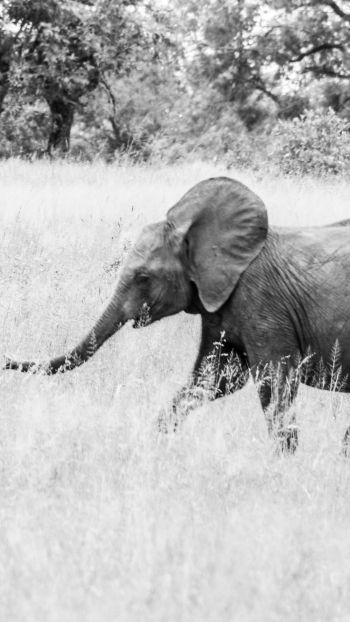 Обои 1080x1920 слоненок, Африканское животное, черно-белое фото