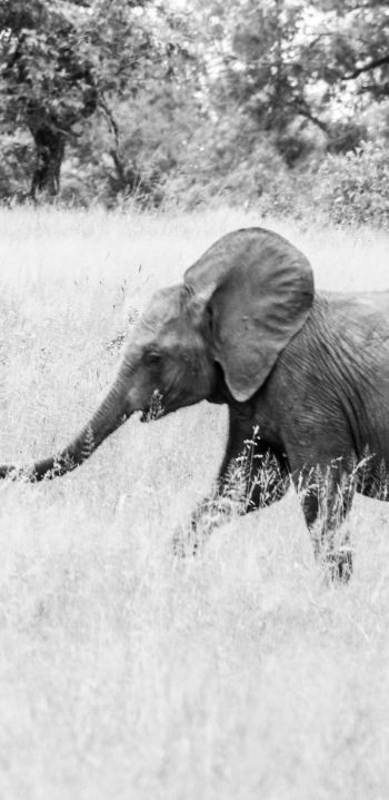 Обои 1080x2220 слоненок, Африканское животное, черно-белое фото