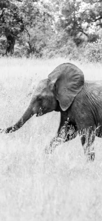 Обои 1080x2340 слоненок, Африканское животное, черно-белое фото