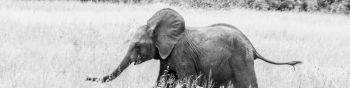 elephant, African animal, black and white photo Wallpaper 1590x400