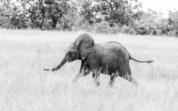 Обои 1920x1200 слоненок, Африканское животное, черно-белое фото