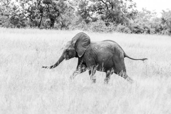 Обои 5472x3648 слоненок, Африканское животное, черно-белое фото