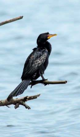 lake, black bird, red eyes Wallpaper 600x1024