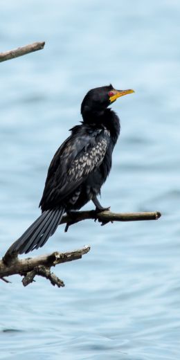 lake, black bird, red eyes Wallpaper 720x1440