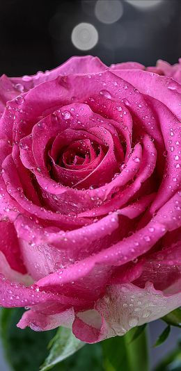 pink rose, rose Wallpaper 1080x2220