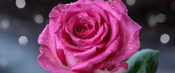 pink rose, rose Wallpaper 3440x1440