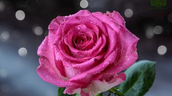pink rose, rose Wallpaper 1366x768