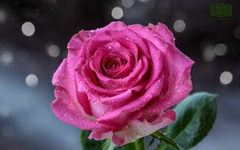 pink rose, rose Wallpaper 2560x1600