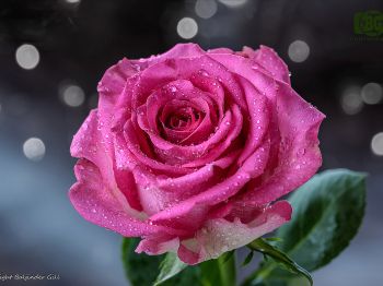 pink rose, rose Wallpaper 800x600