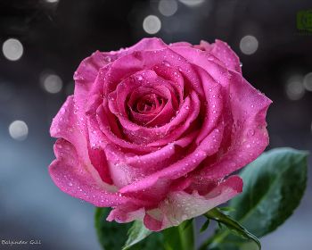 pink rose, rose Wallpaper 1280x1024