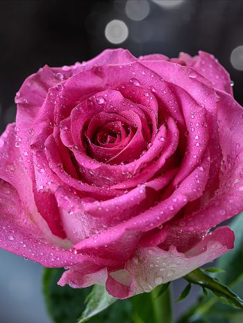pink rose, rose Wallpaper 1536x2048